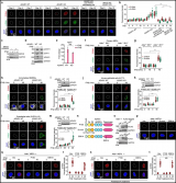 Nature：开发出靶向治疗难治性肿瘤的新方法