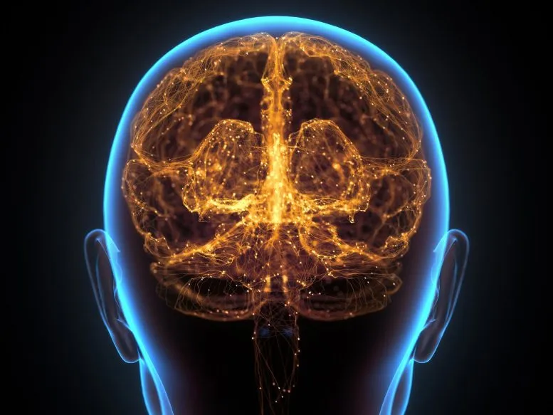 使用核磁共振扫描科学家们已经找出精神病人和正常人之间的关键生物学差异