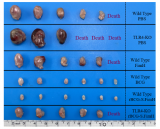 闫超课题组开发靶向糖基化的新型卡介苗用于膀胱癌免疫治疗