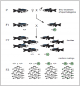 靶向治疗，斑马鱼模型研究发现不明原因的高度侵袭性血癌的潜在靶点