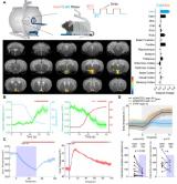 科学家通过核磁共振扫描发现恒温动物的体温稳定机制 