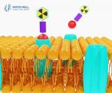 Nordic Nanovector 将停止 PARADIGME，其产品用于难治性滤泡性淋巴瘤的 2b 期试验