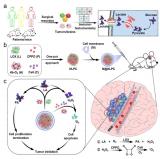 仿生剂型用于胶质母细胞瘤代谢调控和靶向协同治疗的研究取得进展