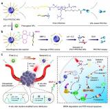 研究合成可用于肿瘤特异性蛋白降解和乳腺癌精准治疗的高分子蛋白降解剂