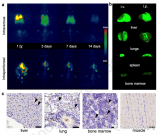 Biomaterials|双模态PET/NIRF纳米标签用于长期的免疫细胞示踪