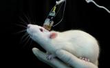 放射治疗领域临床前研究，3D动物模型有望取代实验鼠