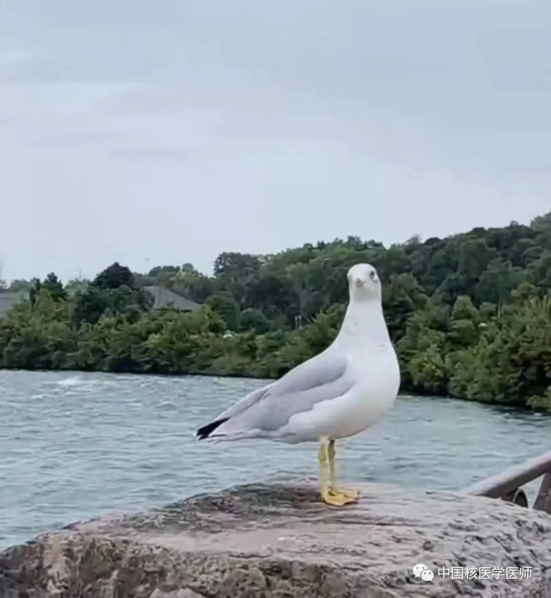 分钟了解“骨显像”