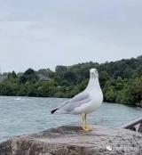 分钟了解“骨显像”