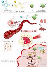 光动力药物抗肿瘤干细胞和核糖体抑制