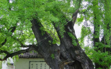 第二次全国古树名木资源普查结果公布 安徽最老古树已有1390岁