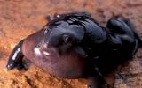 黑色素保护:核辐射暴露黑蛙揭示了进化的作用