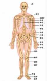 还在被骨痛困扰?肺癌骨转移患者的福音了解一下! 