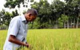 核科学帮助孟加拉国农民抵御气候变化