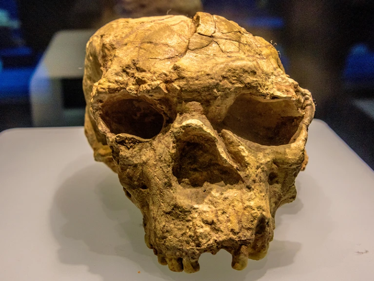 测量岩石中放射性同位素，中国发现的稀有古代头骨可能是百万年前的直立人