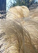 甲亢突眼早期核医学近距离照射治疗很有效