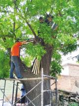 无损检测科技赋能：让太原古树名木“老有所养”