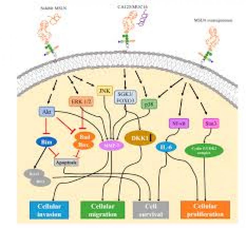 全身扫描可能有助于揭示哪些患者会对免疫检查点抑制剂产生反应