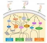 全身扫描可能有助于揭示哪些患者会对免疫检查点抑制剂产生反应