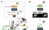 生物物理研究所研制精准光电联用系统用于生物样品原位研究