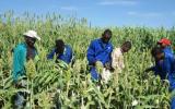 节水和核技术相结合有助于提高纳米比亚农民的生产力和收入