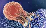 首次研究18F-CD8 PET放射性药物旨在预测和监测癌症免疫疗法的早期反应