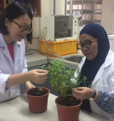 马来西亚增加核技术的使用