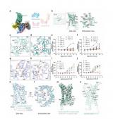 上海药物所等揭示琥珀酸受体配体识别和激活的结构基础