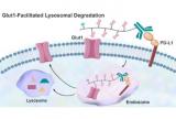 中国科学家发现溶酶体靶向嵌合体促进Glut1促进靶向蛋白降解