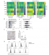 CAR-T细胞疗法核医学技术研究进展