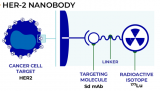 Radiopharm Theranostics 177Lu-RAD202的1期临床试验获得伦理批准