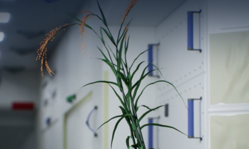 新质生产力指南丨一粒种子从空间站“留学”归来