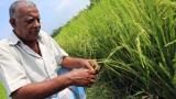 核科技助力孟加拉国培育高产耐候作物 确保粮食安全
