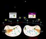 国重室史海斌教授课题组在肿瘤核药物研究领域取得新进展