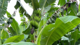 国际原子能机构田间试验取得突破，为抗击香蕉枯萎病迈出关键一步