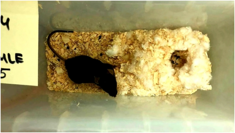 俄罗斯研究称重离子与伽马射线联合照射或可改善阿尔茨海默病症状