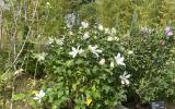 韩国原子能研究院“Kids White”木槿品种借辐射育种技术获年度园林植物奖