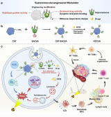 黄帆刘鉴峰团队研发超分子调节器 提升放射-免疫治疗核技术疗效