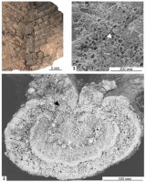 俄罗斯古植物学家借X射线计算机断层扫描技术揭开羽叶蕨属维管结构谜题