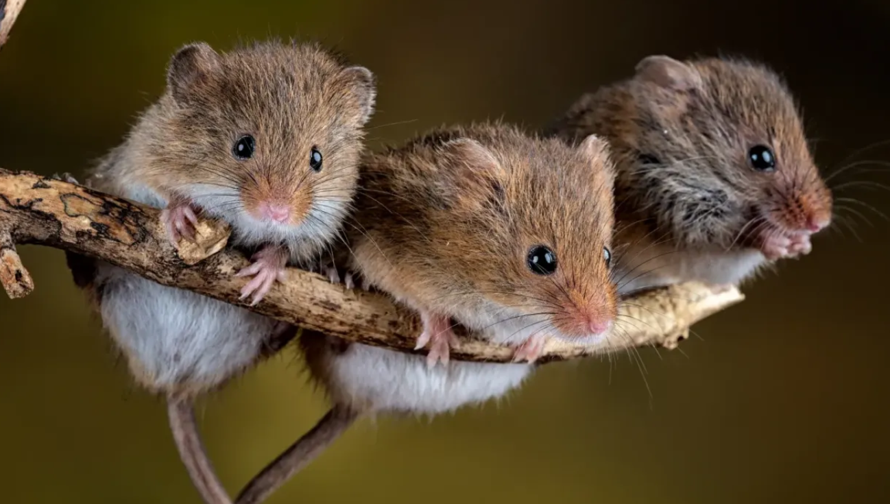 低剂量辐射联合细胞疗法治愈小鼠1型糖尿病