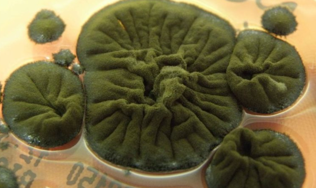 切尔诺贝利废墟发现耐辐射真菌 或开启“辐射合成”与太空防护新路径