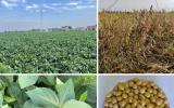 高产高蛋白抗病大豆品种“中植豆99”通过审定