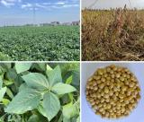 高产高蛋白抗病大豆品种“中植豆99”通过审定
