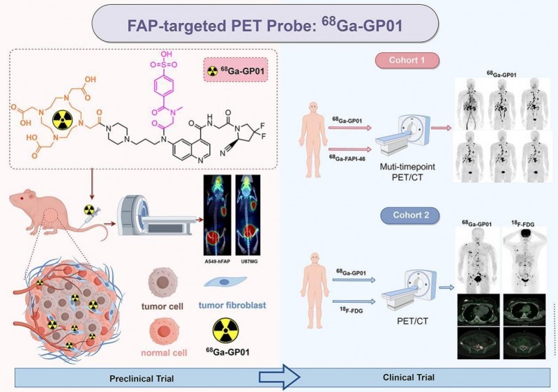 远大医药自主研发的重磅全球创新RDC药物GPN01530在美国获批开展临床研究