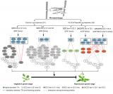 研究发现微重力信号整合至拟南芥开花途径的潜在调控分子模块