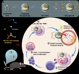 国重室李桢教授团队在调控肿瘤相关巨噬细胞抗原交叉呈递增强胶质母细胞瘤免疫治疗方面取得新进展
