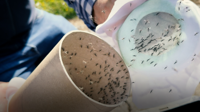 国际原子能机构（IAEA）研究显示辐射绝育技术可有效控制蚊虫