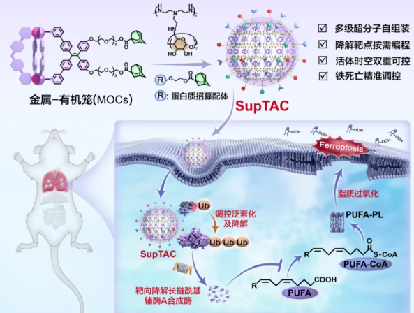 超分子靶向嵌合体技术实现蛋白质精准降解