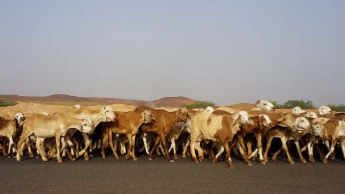 IAEA与粮农组织启动新研究项目 利用放射性标记技术制定全球食品安全标准