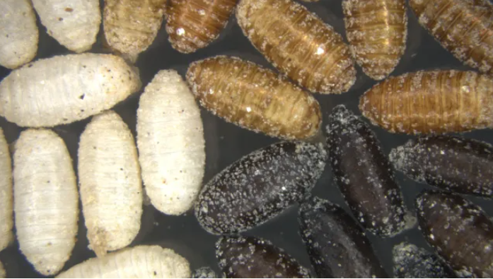 IAEA开发害虫基因性别鉴定通用方法 提升昆虫不育技术(SIT)安全性与效率