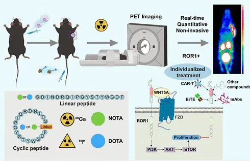核医学新工具：靶向ROR1的¹⁸F/⁶⁸Ga标记PET肽探针研发成功